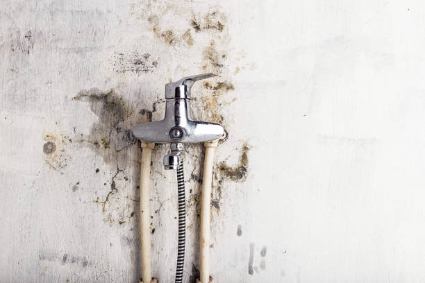 Best Localized Mold Remediation (e.g., coastal areas, humid climates) in Moose Wilson Road, WY