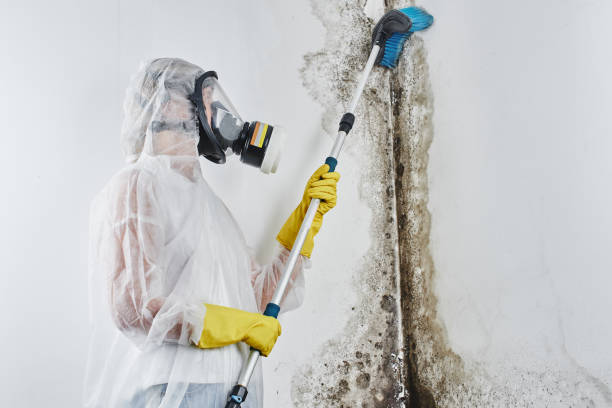Best Bathroom Mold Remediation in Moose Wilson Road, WY