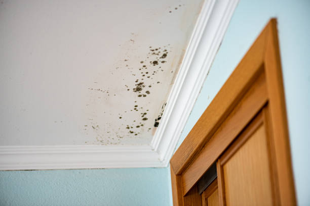 Best Localized Mold Remediation (e.g., coastal areas, humid climates) in Moose Wilson Road, WY