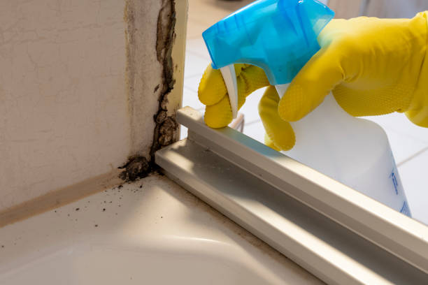 Best Industrial Mold Remediation in Moose Wilson Road, WY