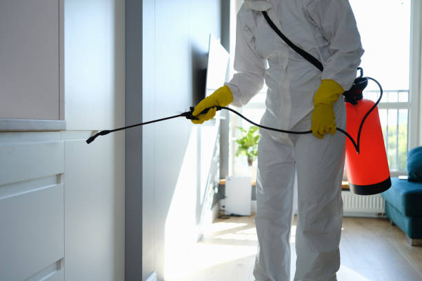 Best Preventive Mold Services in Moose Wilson Road, WY
