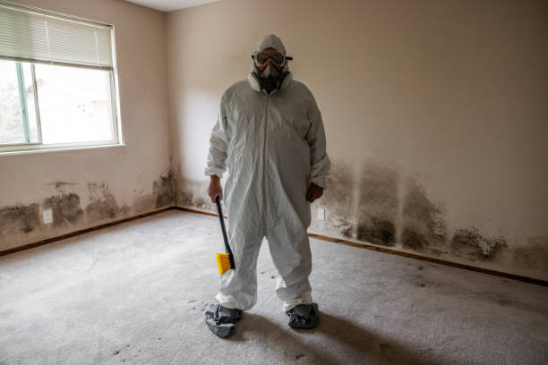 Best Insurance-Related Mold Remediation in Moose Wilson Road, WY