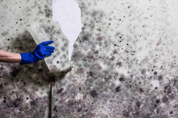 Best Black Mold Remediation in Moose Wilson Road, WY